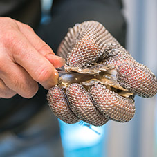 Shucking Work Gloves